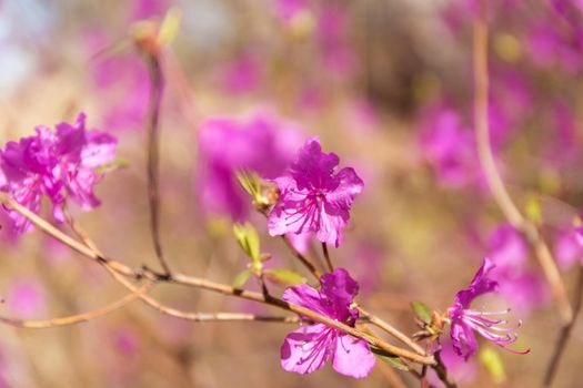 Purple labrador tea flowers on blur background. Pink wild rosmary defocused photo