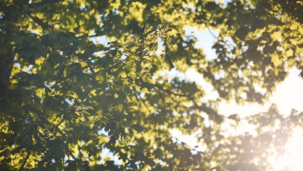 The branches of a maple tree on a warm summer day in the sunlight