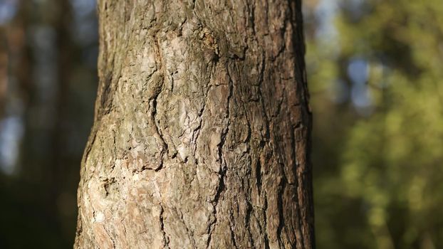 A tree trunk in the woods on a spring day. Video with a slider