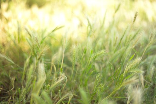 Spikelets field illuminated by the sun.