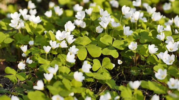 White Oxalis blooms in the forest in spring