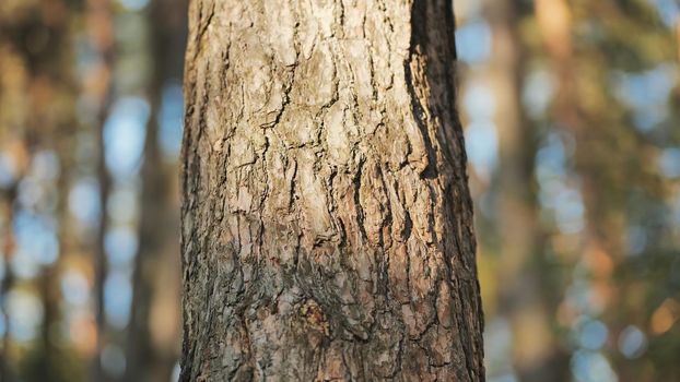 A tree trunk in the woods on a spring day. Video with a slider