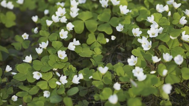 White Oxalis blooms in the forest in spring