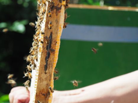 Beekeeper working with bees and beehives on the apiary. Beekeeping concept. Beekeeper harvesting honey Beekeeper on apiary.