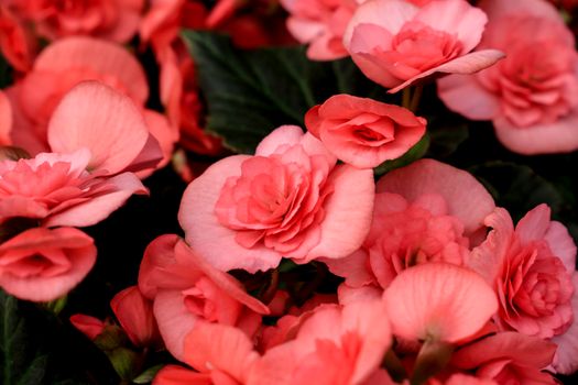 Beautiful and colorful Begonia Hiemalis plants in the garden