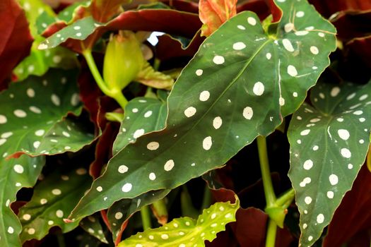 Beautiful and colorful Begonia Maculata plants in the garden