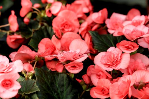 Beautiful and colorful Begonia Hiemalis plants in the garden