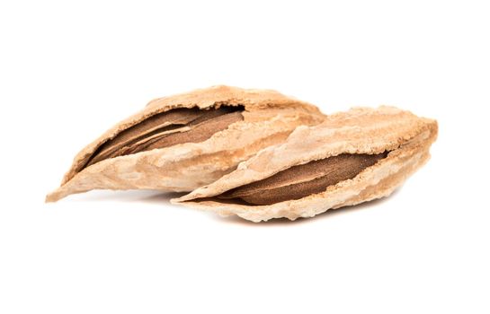 Two uzbek wild almonds in shell on a white background