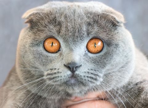 Portrait of the British cat breed with beautiful eyes closeup