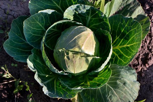 Growing fresh green cabbage in the ground, top view