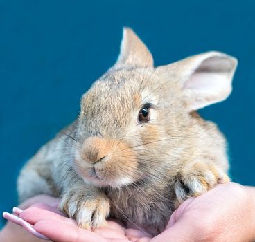 Beautiful rabbit in the hands of a woman on a blue background