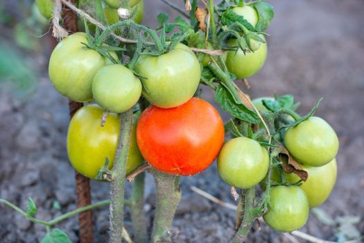 Bush of green and red tomatoes growing in the ground at the farm