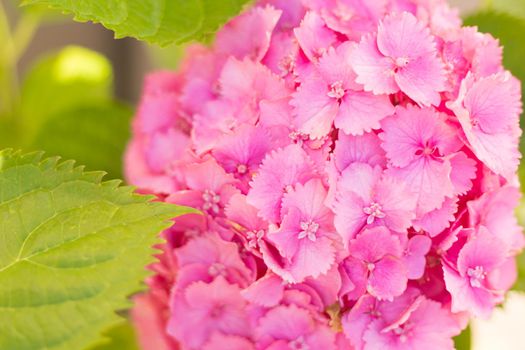 Close up light pink hortensia fresh flowers blur background