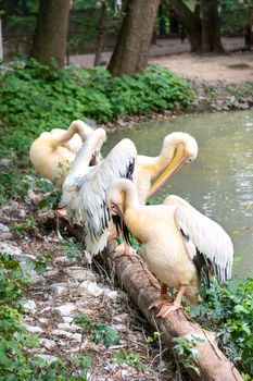 Group of pelicans resting on a log on the background of the lake in zoo