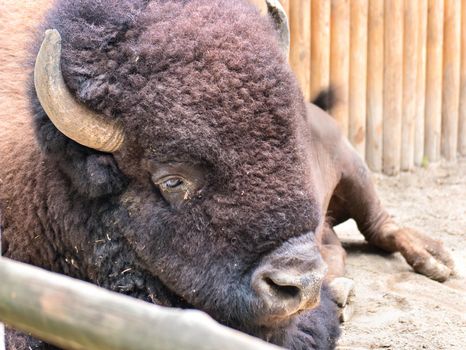 Portrait of big Buffalo in the zoo closeup