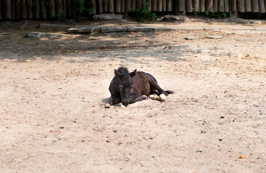 Sad black foal horse lying on the sand
