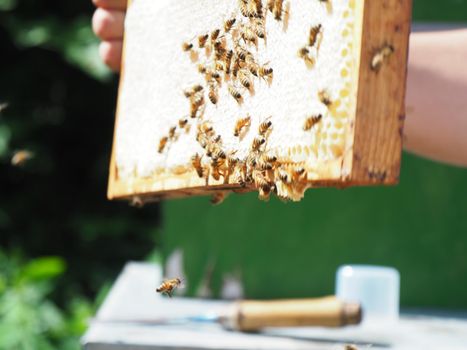 Beekeeper working with bees and beehives on the apiary. Beekeeping concept. Beekeeper harvesting honey Beekeeper on apiary.