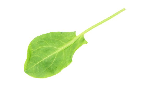 Fresh spinach leaf isolated on white background top view