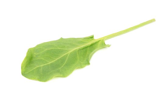 Fresh spinach leaf isolated on white background