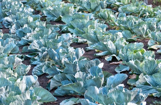 Plantation of young cabbage in the summer sunlight