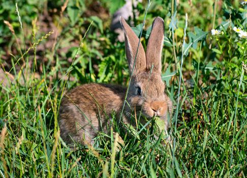 Beautiful young rabbit sitting in the grass and looking at camera