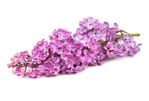 Beautiful purple lilac branch on white background