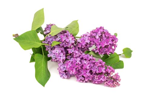 Purple lilac branch isolated on white background