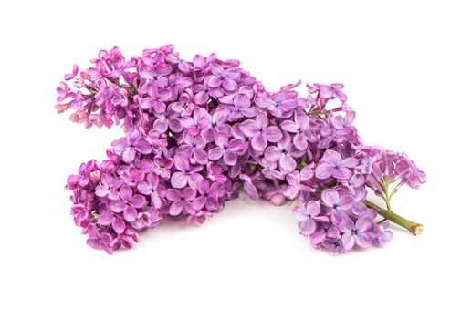 Two branches of purple lilac on a white background