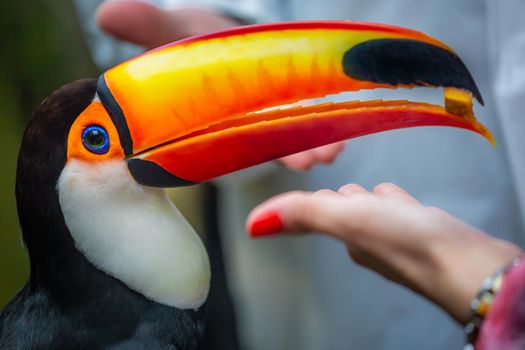 Colorful Toco Toucan tropical bird eating in Pantanal, Brazil