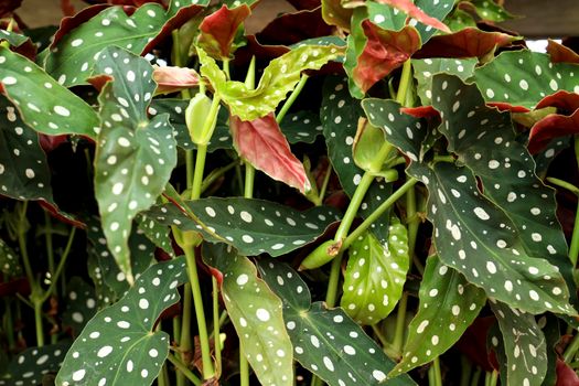 Beautiful and colorful Begonia Maculata plants in the garden