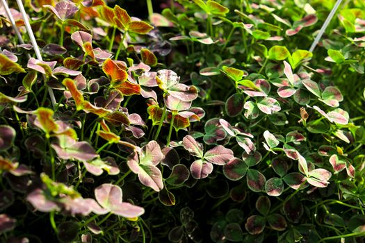 Colorful Oxalis plants, clovers, under the sun in the garden