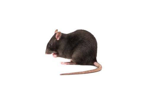 Beautiful gray rat isolated on white background