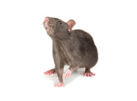 Young decorative gray rat isolated on white background