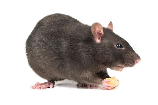 Beautiful gray rat bites a piece of cheese on white background