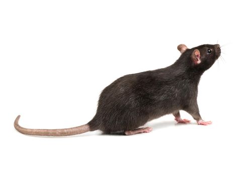 Rat sniffs the air on a white background