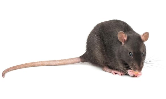 Rat eats the cheese holds in paws on a white background