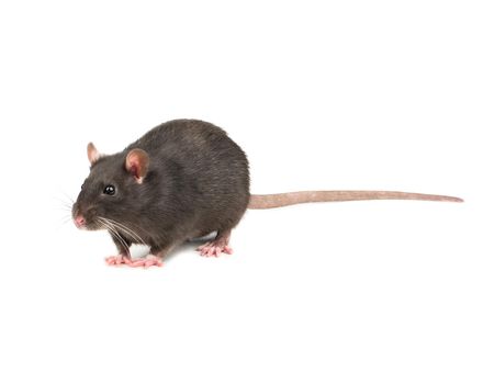 Beautiful gray rat isolated on white background