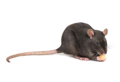 Rat eats the cheese holds in paws on a white background