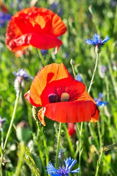 Two beautiful red poppy flowers on a grass background