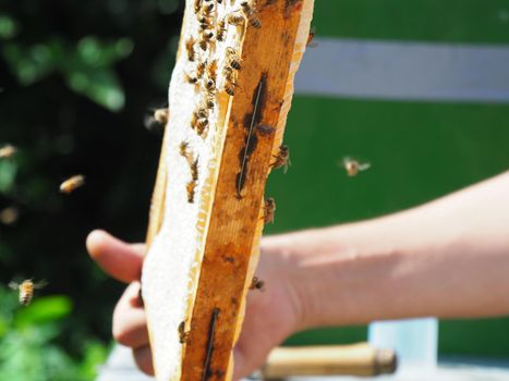 Beekeeper working with bees and beehives on the apiary. Beekeeping concept. Beekeeper harvesting honey Beekeeper on apiary.