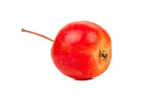 Little red paradise apple on white background