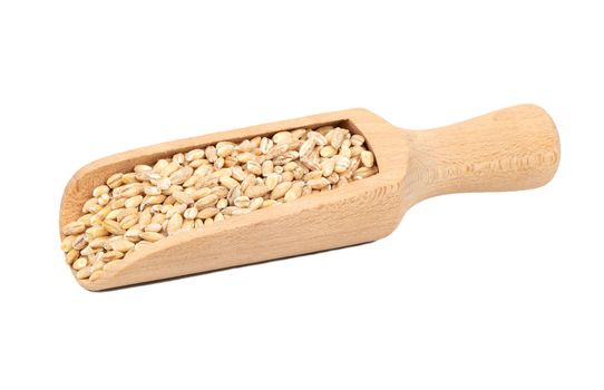 Pearl barley in a wooden scoop on a white background