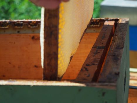Beekeeper working with bees and beehives on the apiary. Beekeeping concept. Beekeeper harvesting honey Beekeeper on apiary.