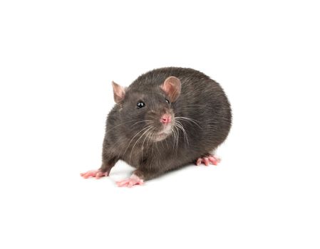Cute gray rat isolated on white background closeup
