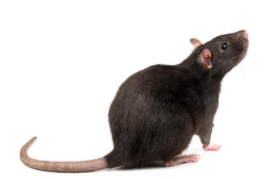 Beautiful gray rat isolated on white background