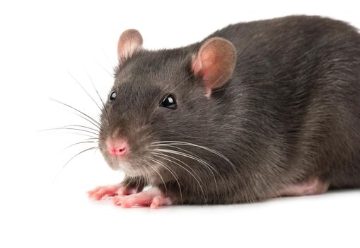 Home grey rat closeup on white background