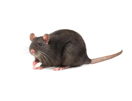 Rat sniffs the air on a white background