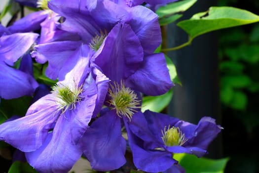 Purple beautiful flowers bloom in the garden in summer