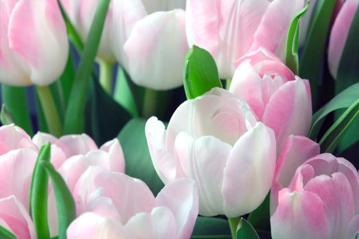 Beautiful bouquet of blooming tulips. Congratulations on a holiday or birthday. Bouquet of tulips. Spring background. Bouquet shop