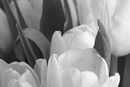 Black and white photo. The background of a bouquet of flowers